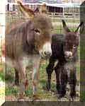 Miniature Donkey Dixie Chick