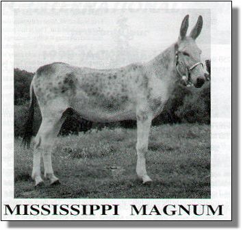 Soggy Bottom Boy's sire, Mississippi Magnum