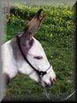 Miniature Donkey Monty 1 year old