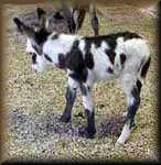 miniature donkey spotted jack