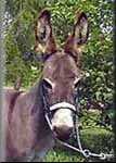 Miniature Donkey Tom Cruise